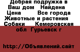 Добрая подружка,в Ваш дом!!!Найдена › Цена ­ 10 - Все города Животные и растения » Собаки   . Кемеровская обл.,Гурьевск г.